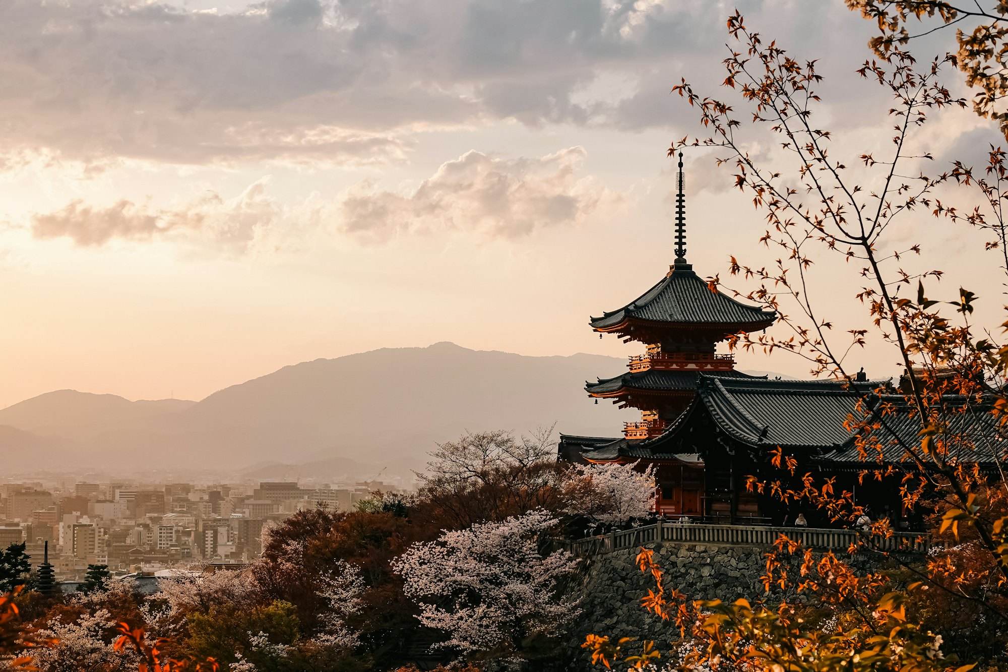 A pagoda at sunset with cherry blossom in Kyoto
